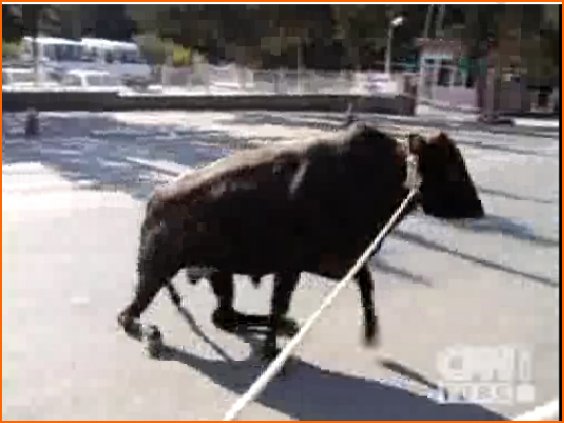 boğaya işkence