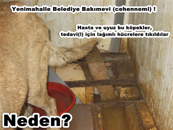 yenimahalle